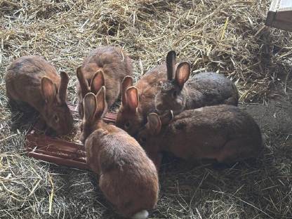 Bild 2:Weibliche Hasen