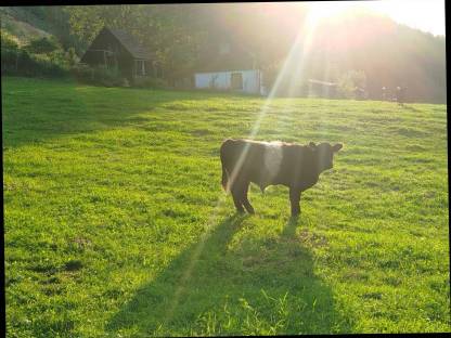 Bild 3:Bio Galloway Stier