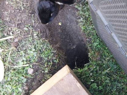 Bild 2:Loh Hase mit Kind