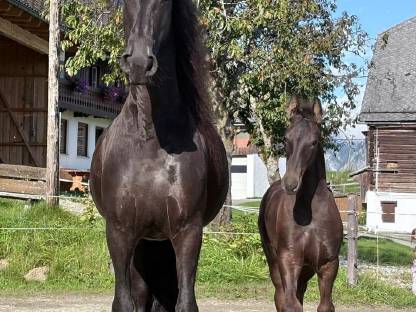 Bild 2:Brave 7-jährige Friesenstute