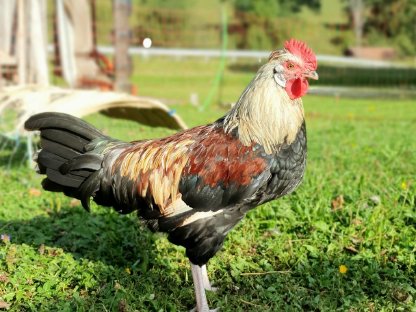 Bild 4:Reinrassige Altsteirer Hähne