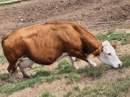 Bild 2:Trächtige BIO Milchkuh