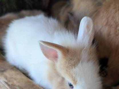 Bild 6:Kleine süße Löwenkopf Zwergkaninchen