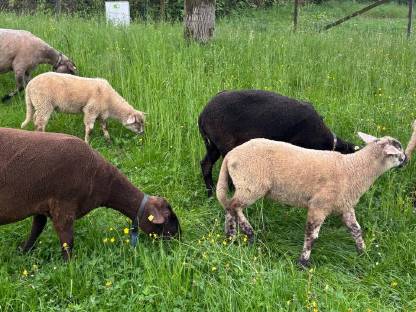 Bild 2:Jura Kreuzungslämmer