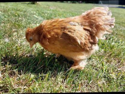 Bild 4:Zwergcochin Mix Hennen