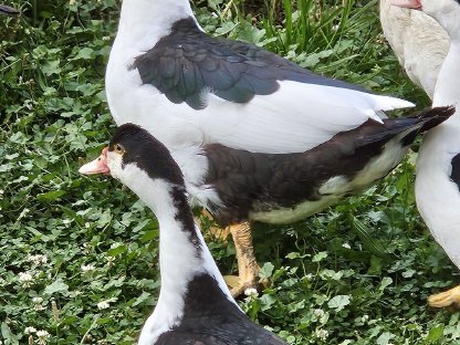 Bild 3:Warzenenten, Moschusenten