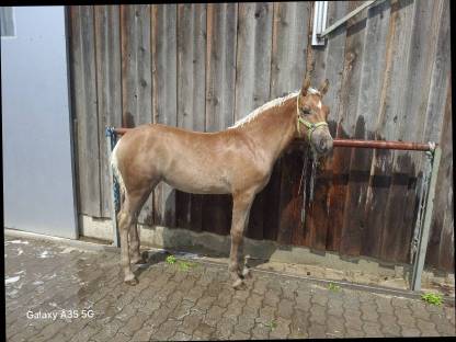 Bild 7:Haflinger Stutfohlen