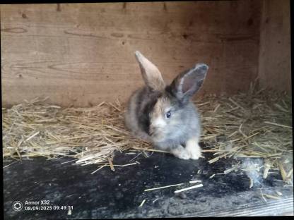 Bild 2:Zwergkaninchen