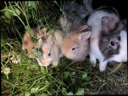 Bild 4:Zwergkaninchen zu vergeben