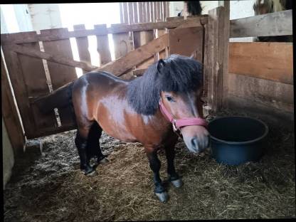 4-jähriger Ponyhengst