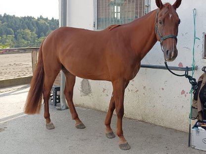 Junger Traberwallach