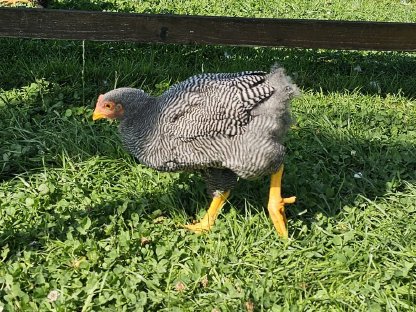 Bild 3:Plymouth Rock Hahn