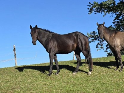 2,5-jähriger Quarter Horse Hengst