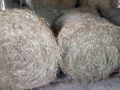 Bild 4:50 Stk. Bio-Heuballen mit Lagermöglichkeit April 2026