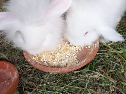 Bild 7:Löwenkopf-Zwergkaninchen zu vergeben