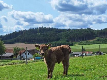 Bild 5:Galloway Kalbinen