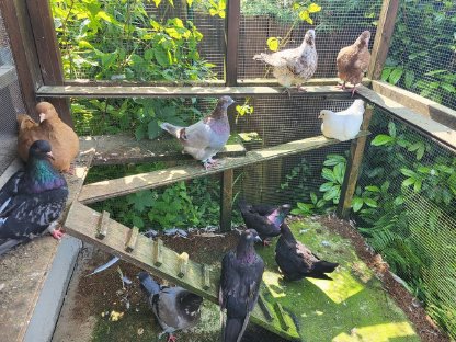 Bild 6:Mondaintauben