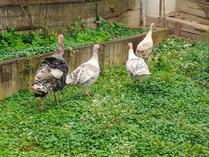 Bild 3:Cröllwitzer Putenkücken