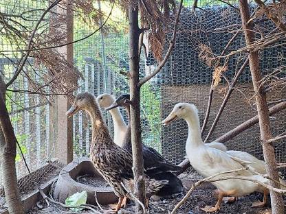 Bild 3:Laufentenfamilie