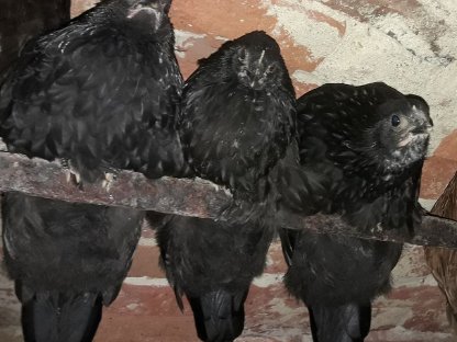 Bild 4:Bunte Hühner