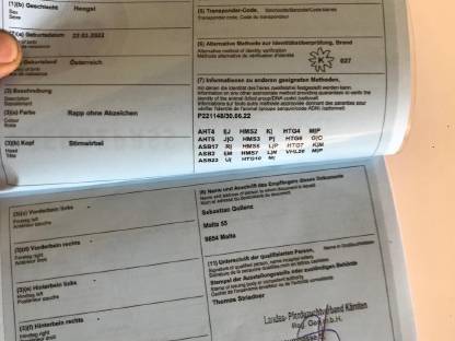 Bild 6:Noriker Wallach