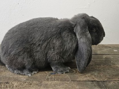 Bild 6:Deutsche Widder