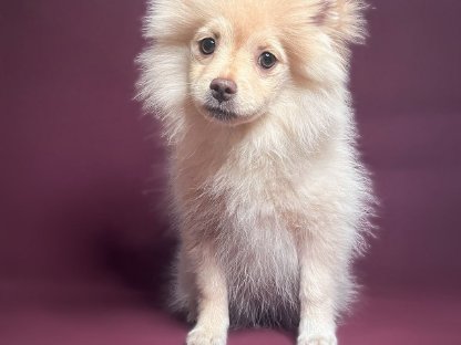 Pomeranian Zwergspitz zu verkaufen