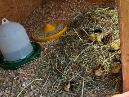 Bild 2:Wachtel, Legewachtel, Küken, Brutautomat