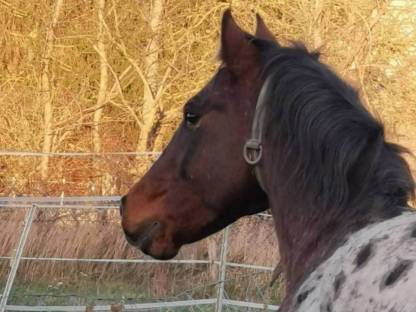 Bild 4:Deckhengst Appaloosa LS Hollywood Dazz