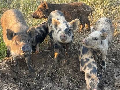 Bild 8:Bio Mini Kune Kune Ferkel