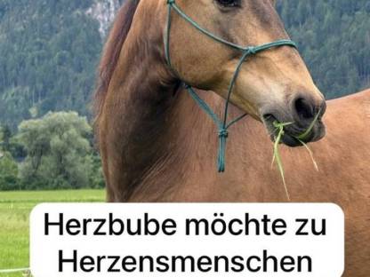 Lusitano Wallach