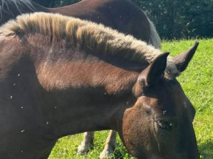 Bild 4:Gurktal Diamant XVII