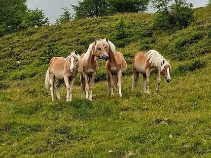Bild 3:Haflinger für Sport & Freizeit