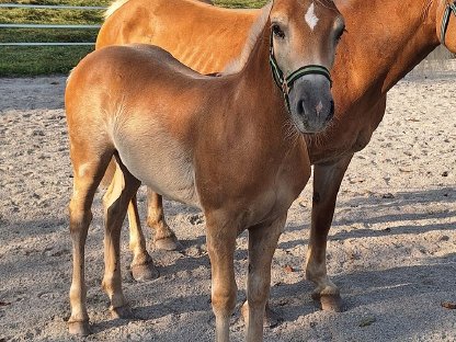 Bild 2:Haflingerhengstfohlen Wailando