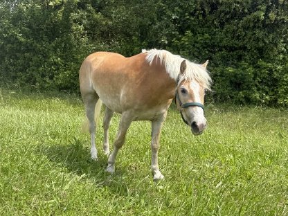 Bild 3:Haflingerstute