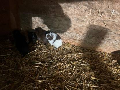 Bild 3:Süße kleine Meerschweinchen