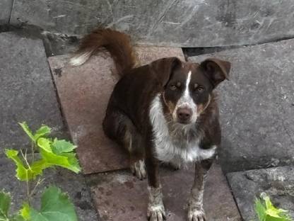 Bild 6:Border Collie Hündin