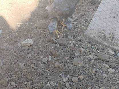 Bild 3:Brahma Mix Hahn