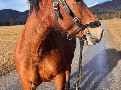 Bild 2:Süddeutsche Kaltblutstute