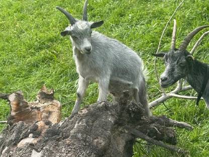 Bild 4:Blobe Bock Kitz