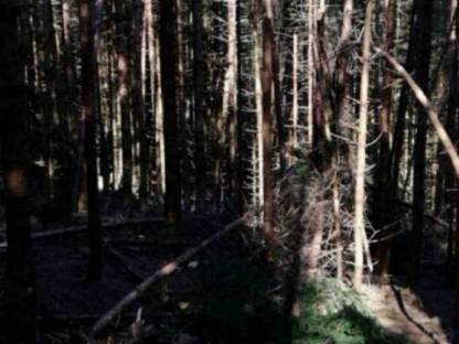 Bild 3:Waldgrundstück