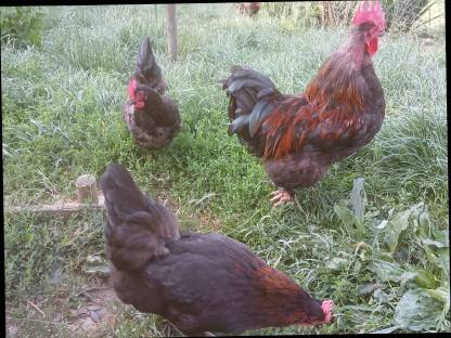 Bruteier Marans, Vorwerk, Lakenfelder