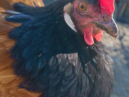 Bild 2:Vorwerk Bruteier