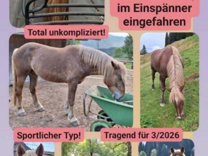 4 j. Norikerstute