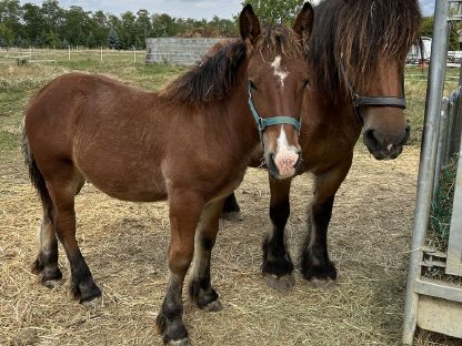 Bild 3:Ardenner Hengstfohlen