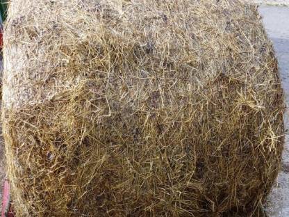 Bild 2:Siloballen Ernte 2025