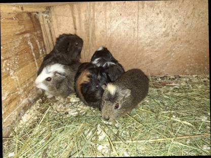 Junge Meerschweinchen abzugeben