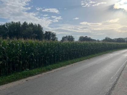 Bild 2:Verkaufe Silomais