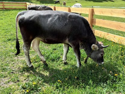 Bild 2:Verkaufe graue Jungkalbin