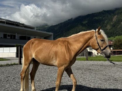 Bild 3:Tiroler Haflinger Hengst (2,5 j)